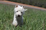 WESTIE 057